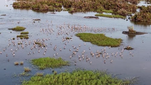 Aerial view of sandpipers feeding in tidal marsh