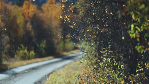 Uma paisagem serena de outono com uma estrada sinuosa, ladeada por árvores que lançam folhas douradas no suave