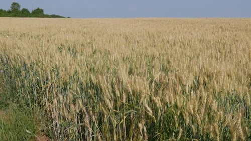 Wheat fields. Ripe wheat. It's time for harvesting.