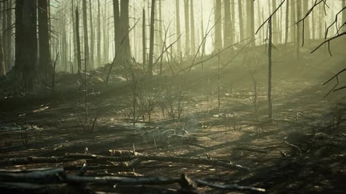Forest Fire and Fallen Tree is Burned to the Ground with a Lot of Smoke