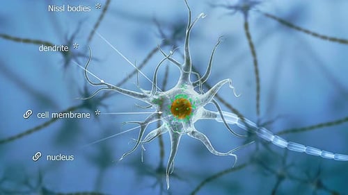 Cell Body And Dendrites