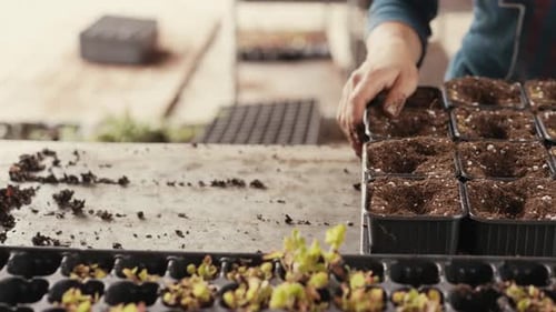 Planting Seedlings in Potting Soil Trays Indoors