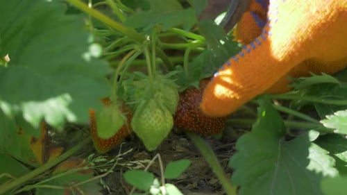 Picking Fresh Strawberries in the Garden on a Sunny Day