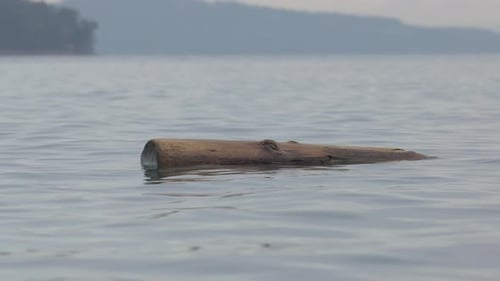 Log Drifting in the Ocean on the West Coast Vancouver Island BC Canada Slow Motion