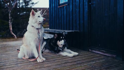 Man Giving Food To His Pet Dogs - Close Up