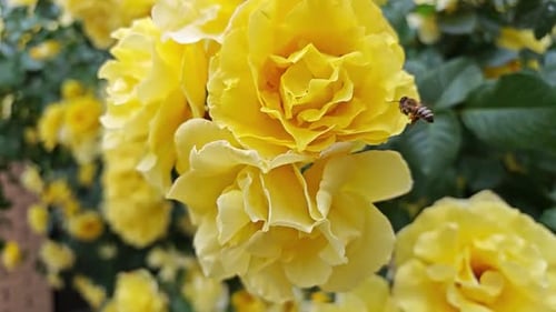 Abelha voa perto da rosa amarela