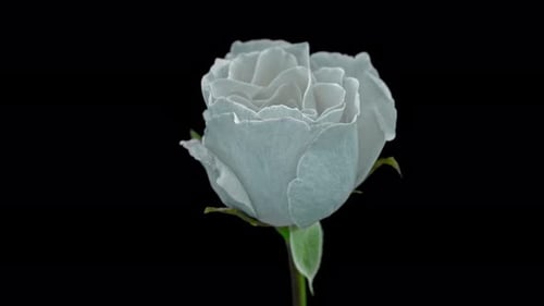 Rose Time lapse - 4K