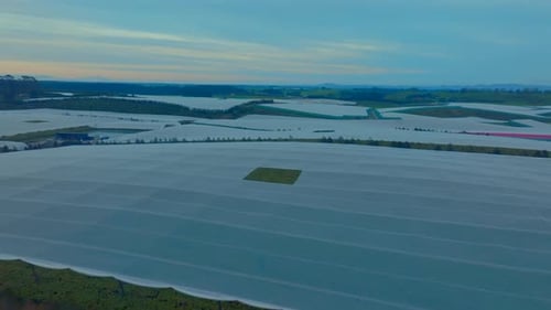 Fruit orchard covered by frost covering at sunrise in the bay of plenty, Drone flys forward