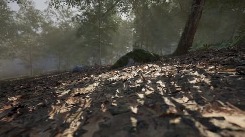 Sunlight Filtering Through Trees Illuminating a Forest Floor with Leaves