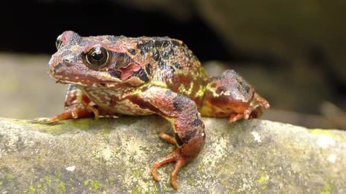 Colourful European Common frog Rana temporaria, close-up side view sitting on a rock in the middle o