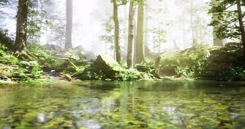 Serene Forest Landscape with Tranquil Water Reflecting Lush Greenery