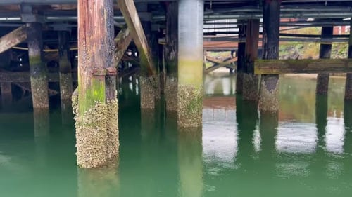 Pillars Of An Old Wooden Jetty Covered In Moss At Florence, Oregon USA. Close Up