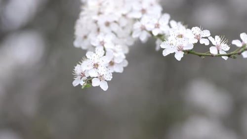 Plum tree flowers at spring sunny day.