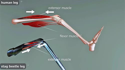 Comparative Anatomy of Human and Stag Beetle Leg Muscles