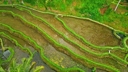 Prise de vue par drone, montrant un paysage verdoyant de rizières en terrasses avec une végétation vibrante et des paysages
