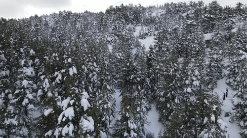 Snowy Forest Aerial View