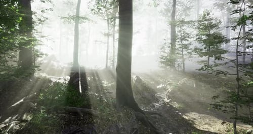 Sunlight Filtering Through Trees in a Serene Forest Setting