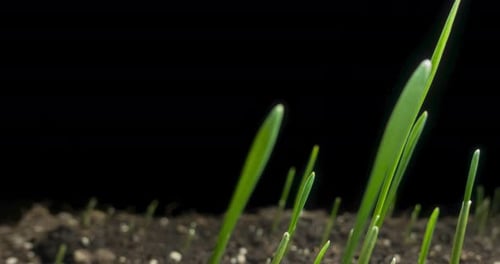Grass Sprouts and Grows in Time Lapse