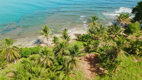 Palm tree grove lines shallow coral coast on clear tropical morning in Costa Rica