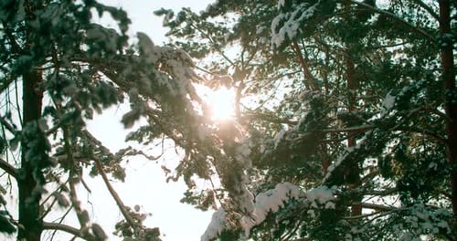 Close-up view of snow-covered pine tree( fir tree )branches in winter. Sunlight lens flare.