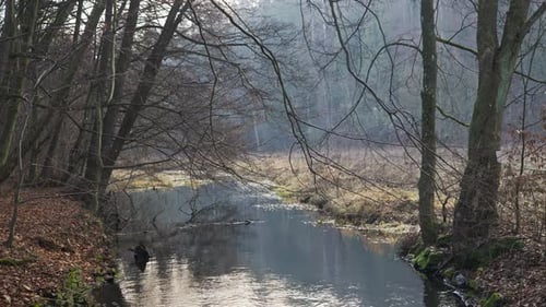 River flows gently in Natural stark forest habitat in calm landscape