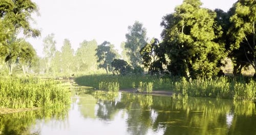 Lush Green Landscape with Serene River Surrounded By Tall Trees During Daylight