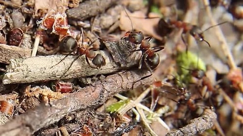 Ameisen sind soziale Insekten, die miteinander interagieren