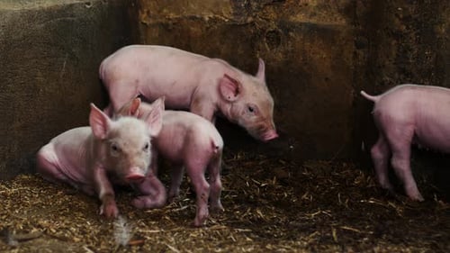Lechones asustados caminando dentro del patio - 4K Pigs