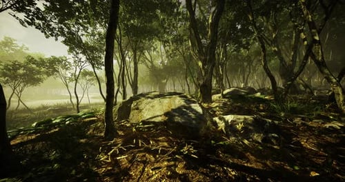 Serene Forest Landscape with Sunlight Filtering Through Dense Trees