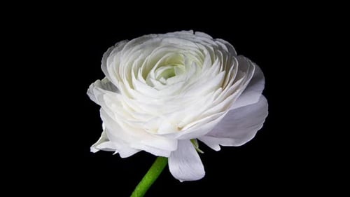 Rotating White Ranunculus Flower Blooming