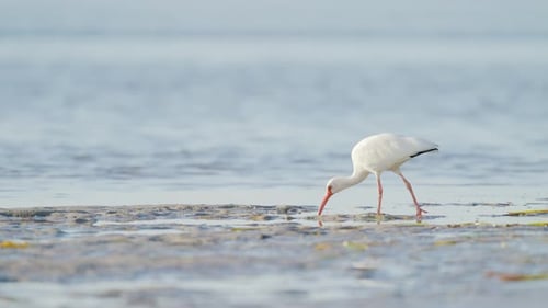 White Ibis Feeding in Sandy Water with Bill