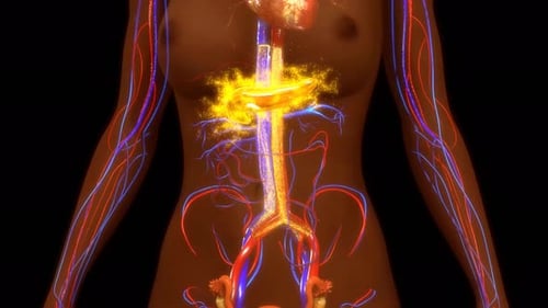 Human body circulatory system with glowing heart and arteries