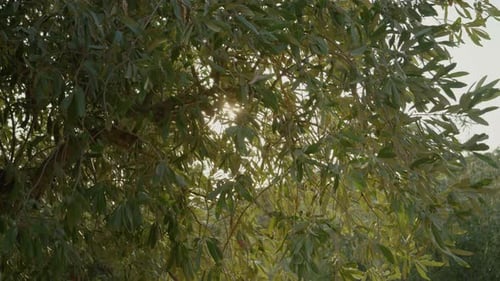 Sun rays through young olive trees in small local farm.