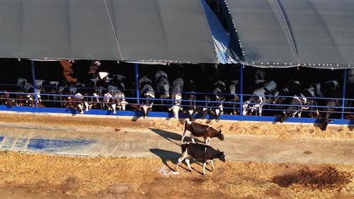 Modern Dairy Farming: Open Shelter for Healthier Livestock