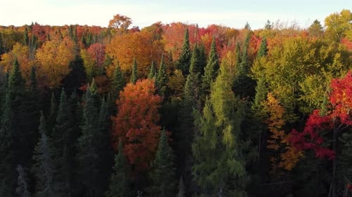 Aerial view of the magnificent leafy forest treetops in colorful shades of the autumn season.