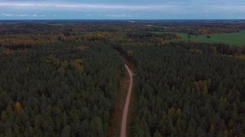 Route de campagne en gravier dans une forêt de pins verts poussant des deux côtés. Vue aérienne du drone en 4K.