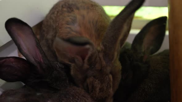 Dark Rabbits on the Farm, Vehicles Stock Footage ft. rabbit & fluffy ...