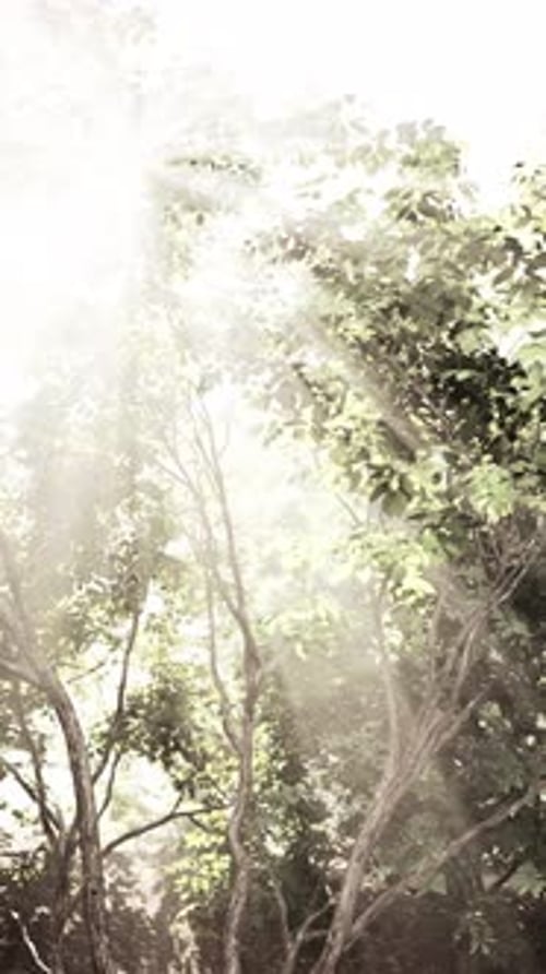 Sun Filters Through Trees in Forest