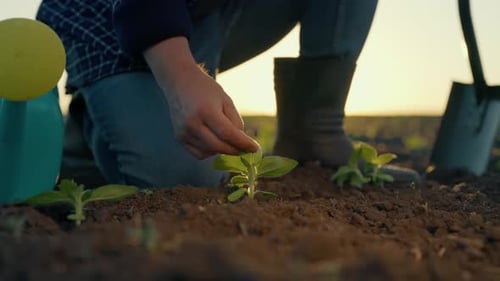 Gardening and Planting in Agricultural Fields Closeup of Male Hands and Sprout Farm Worker Caring