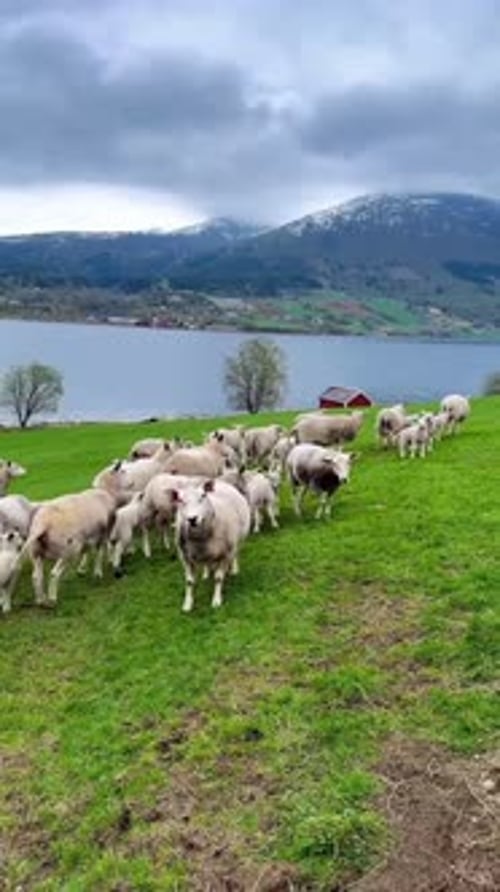 Sheep Grazing on Green Meadow by Mountain Lake