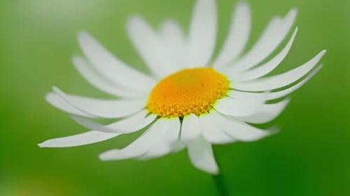 Meadow Daisies on a Sunny Day