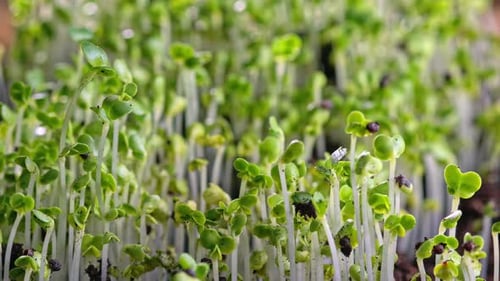 The Process of Growth of Beautiful Green Sprouts in Nature Timelapse