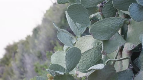 Prickly pear cactus, on a cliff in , edible fruits grow on it.