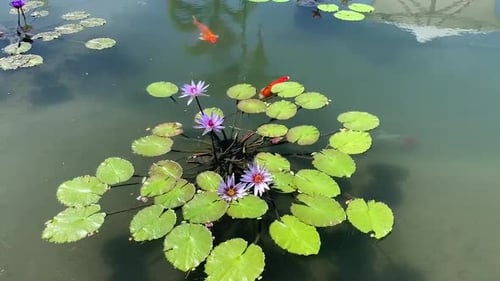Poissons koï japonais nageant dans un jardin d'eau avec des nénuphars violets. Un symbole de santé, eh bien