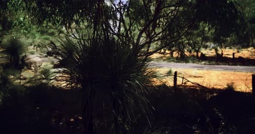 Vast Australian Landscape with Native Vegetation Alongside a Dirt Road
