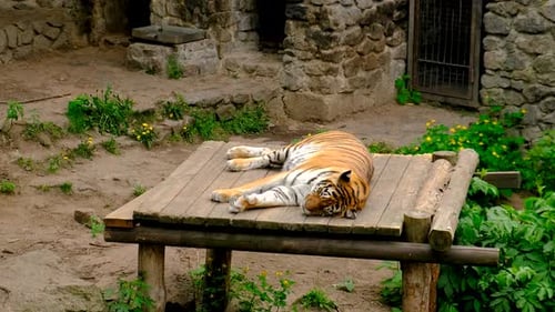 The Tiger Lies in the Zoo Selective Focus