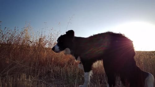 Border Collie moving on the farm field.