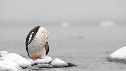 Red beak Gentoo penguin in Antarctica during a winter snow storm