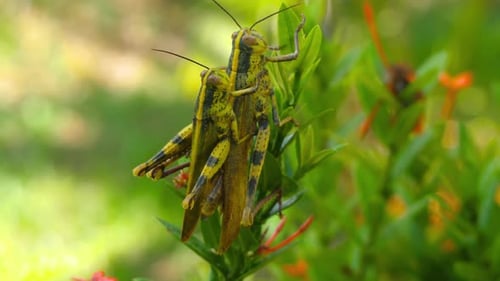 Aufnahmen von Grasshopper Paarung