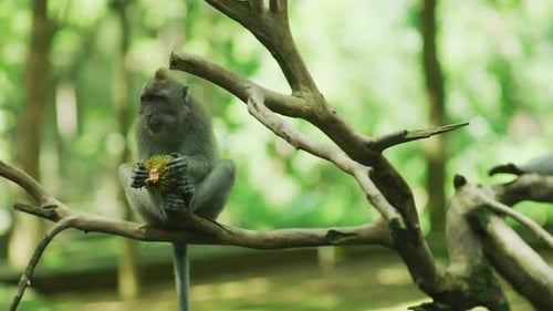 Monkey eating a fruit at Sacred Monkey Forest